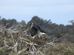 Threskiornis spinicollis