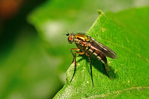 Semaphore Fly, 7274 Geesteren, Nederland, photo 4 of 10