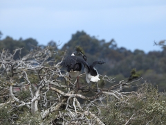 Threskiornis spinicollis