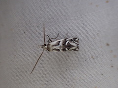 Heliocosma melanotypa