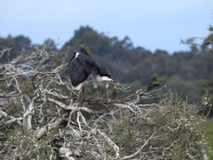Threskiornis spinicollis