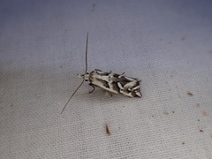 Heliocosma melanotypa