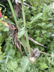 Ctenochares bicolorus