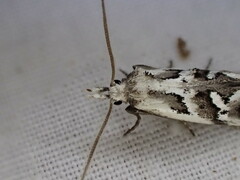 Heliocosma melanotypa