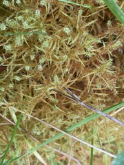 Rhytidiadelphus squarrosus