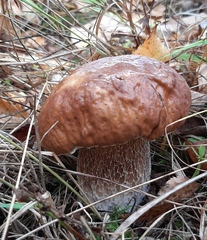 Boletus betulicola