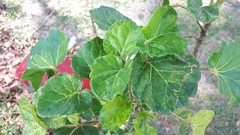 Polyscias balfouriana