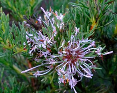 Isopogon
