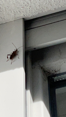 Leptoglossus occidentalis