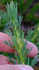 Isopogon