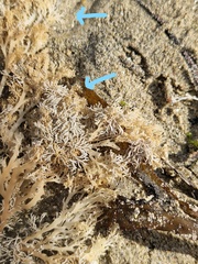 Sphaerococcus coronopifolius