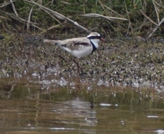 Elseyornis melanops