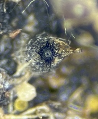 Podospora collapsa