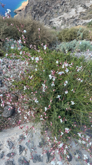 Oenothera lindheimeri
