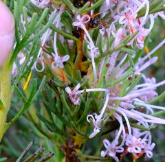 Isopogon