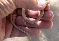 Erythrolamprus aenigma