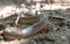 Erythrolamprus aenigma