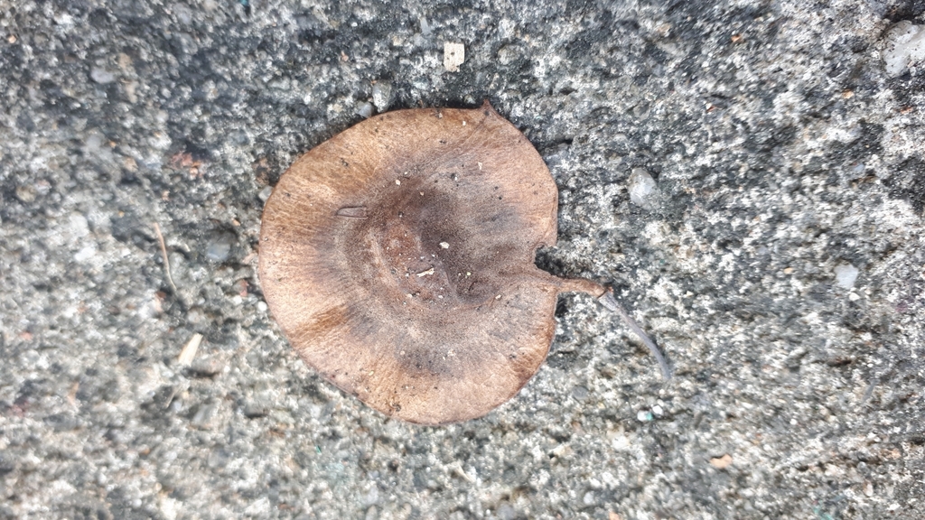 Pterocarpus indicus, 626, Jalan Camar 4, Taman Yoon Chan, 70100 Seremban, Negeri Sembilan, Malaysia