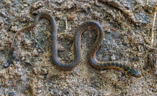 Erythrolamprus aenigma