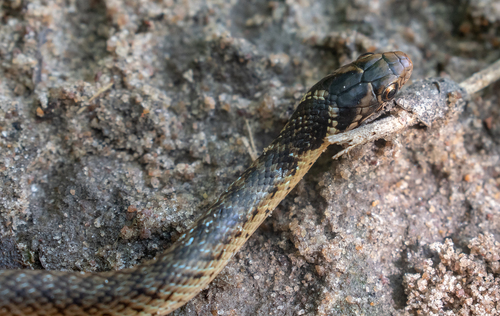 Erythrolamprus aenigma