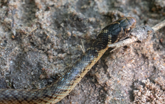 Erythrolamprus aenigma