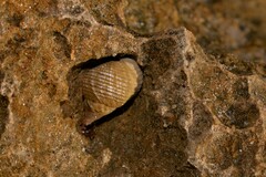 Echinolittorina australis