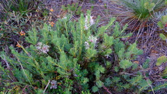 Isopogon