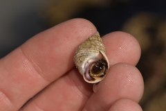 Echinolittorina australis