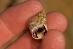 Echinolittorina australis