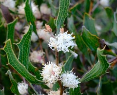 Hakea anadenia