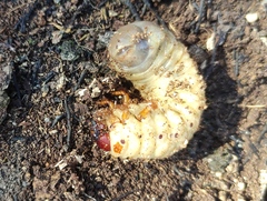 Oryctes nasicornis