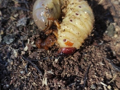 Oryctes nasicornis