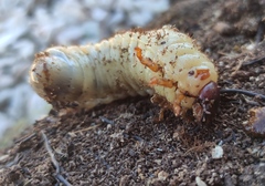 Oryctes nasicornis