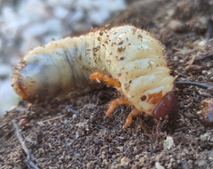 Oryctes nasicornis
