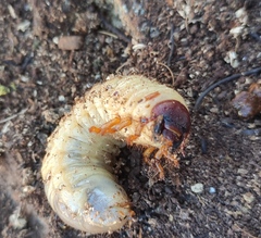 Oryctes nasicornis