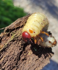 Oryctes nasicornis