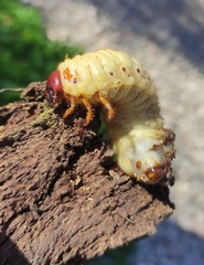 Oryctes nasicornis