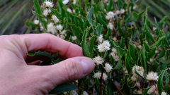 Hakea anadenia