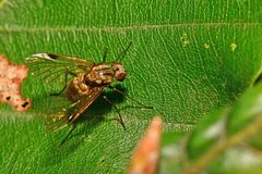 Chrysopilus cristatus