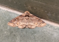Pericyma cruegeri
