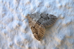 Thera juniperata