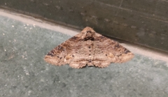 Pericyma cruegeri