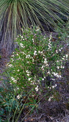 Hakea anadenia