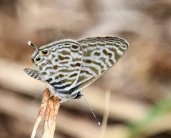 Leptotes pirithous