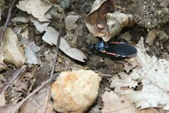 Ectrychotes andreae
