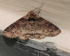 Pericyma cruegeri