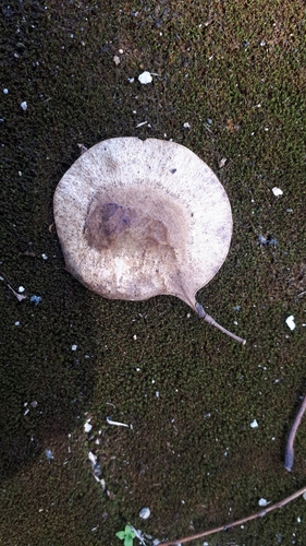 Pterocarpus indicus