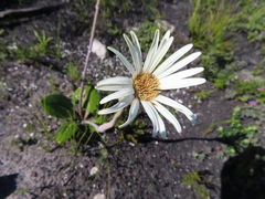 Gerbera tomentosa