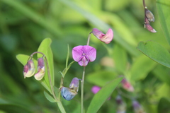 Lathyrus palustris