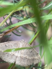 Taxeotis perlinearia